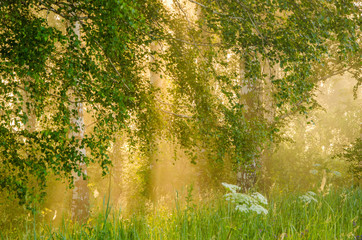 thick morning fog in the summer forest
