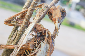 Skull bird ,dead bird fossil, fossil thailand.