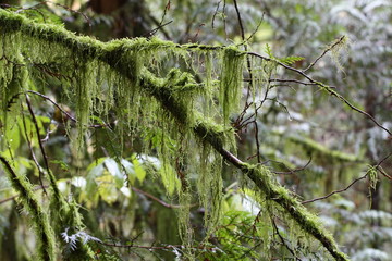 mossy branch