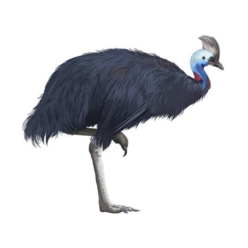 Realistic detailed cassowary on white background