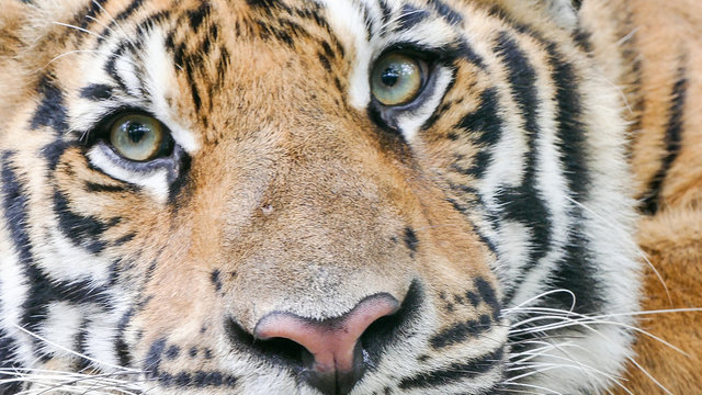 portrait of bengal Tiger eyes