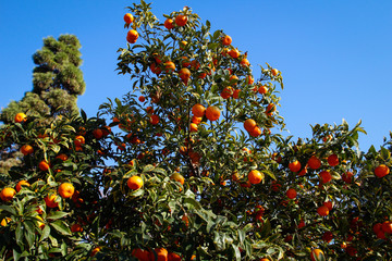 Fototapeta na wymiar Tangerine tree filled with fruit
