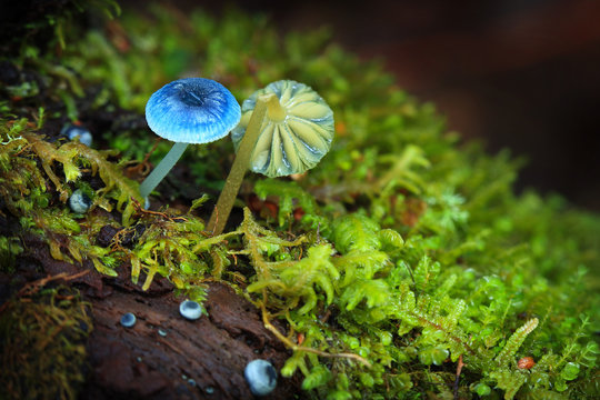 Pixie's Parasols (Mycena Interrupta) In The Tarkine Rainforest, Tasmania, Australia 