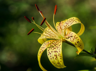 yellow lily with dark spots