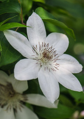 one white flower clematis