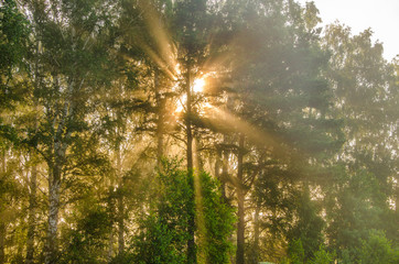 Obraz premium thick morning fog in the summer forest