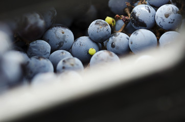 Part of crate with grapes