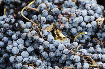 Rotten and good grapes in a crate