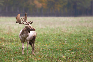 imposanter Hirsch mit großen Geweih