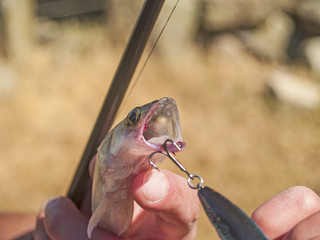 Sander lucioperca - Pikeperch in a hand of a fisherman