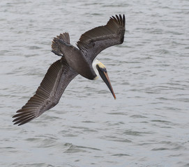 pelican