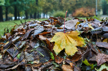A small pile of rotting autumn leaves in the park in Poland.