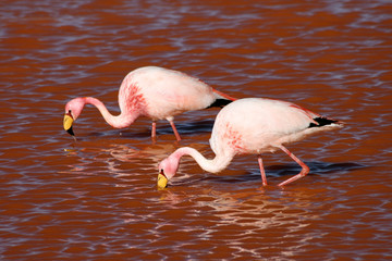 Pink flamingos in the desert of Bolivia