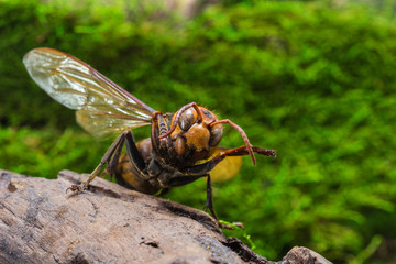 Orange Wasp, Insect