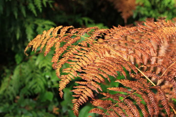 fall colour fern in woods