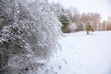 Snow-covered bushes in the city park