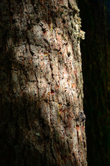 Mount Rainier National Park