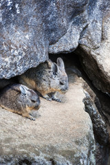 two beautiful chinchilla