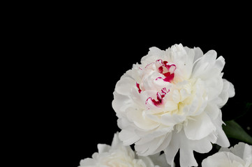 Peony - Shirley Temple.