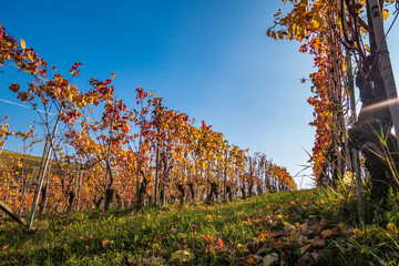 Filari di vite nel vigneto in autunno