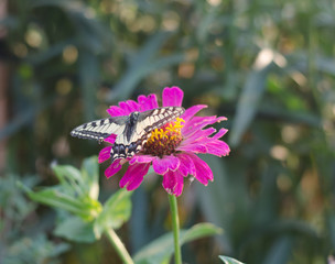 butterfly on the flower, Papilio machaon