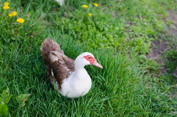 Naklejka na ściany i meble domestic duck in the grass