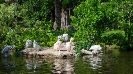 pelicans pond, prinking pelicans