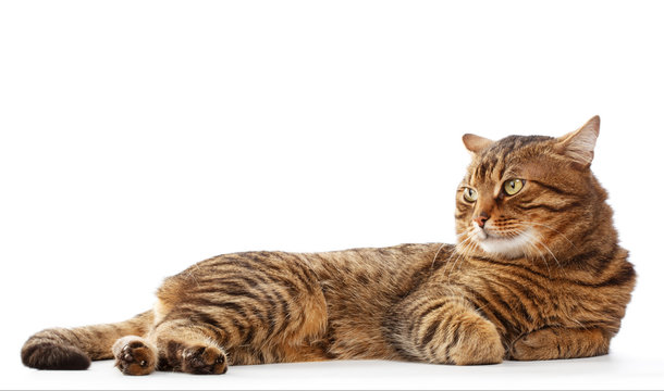 striped cat isolated on white