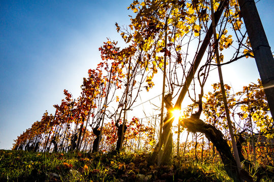 Filari di vite nel vigneto in autunno