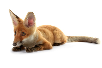 Beautiful fox cub lying isolated on white