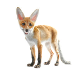 Fototapeta premium Cute fox cub isolated on white