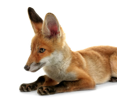 Beautiful fox cub lying isolated on white