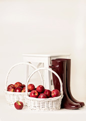 Autumn. The harvest of apples. Rubber boots Burgundy on a white