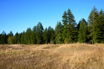 Fototapeta na wymiar Mima Mounds Natural Area Preserve