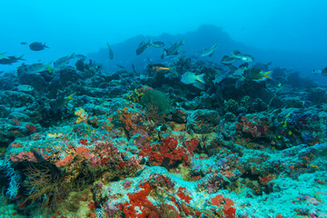 Naklejka na ściany i meble Colorful Tropical Coral Reef Landscape