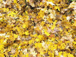 Yellow leaves
