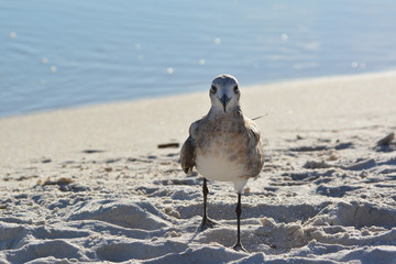 Friendly Seagull on the beach