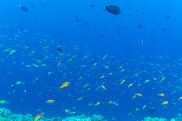 Many different colorful fishes in ocean blue background
