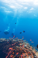 Fototapeta na wymiar School of Fish near Coral Reef, Maldives