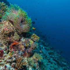 Pair of Clown Fishes near Anemone