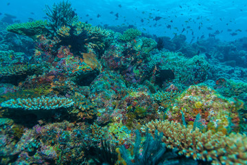 Colorful Tropical Coral Reef Landscape