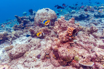 Naklejka na ściany i meble Pair of Banner Fishes near Coral, Maldives