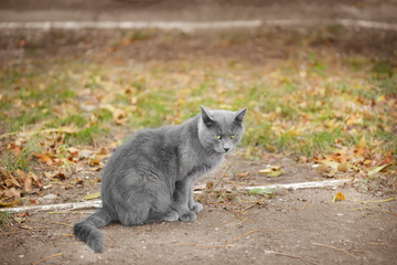 Naklejka na ściany i meble Cute cat sitting on pathway in park