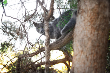 Cute cat sitting on tree