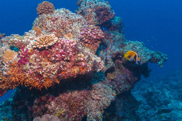 Fototapeta na wymiar Banner Fish near Coral, Maldives