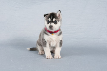 Husky Welpe schwarz weisem Fell