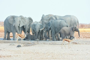 Elefantenherde (Loxodonta africana) am Wasserloch Okawao im Etosha Nationalpark