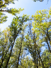 Looking up in a forest on autumn