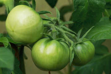 Green Tomatoes in a garden