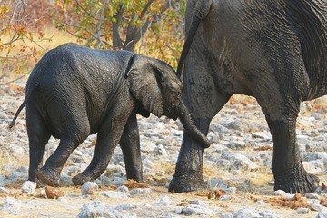 Elefantenbaby (Loxodonta africana) lässt sich von seiner Mutter führen